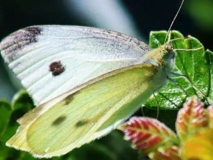 Summer Solstice: The Fullness Of Light