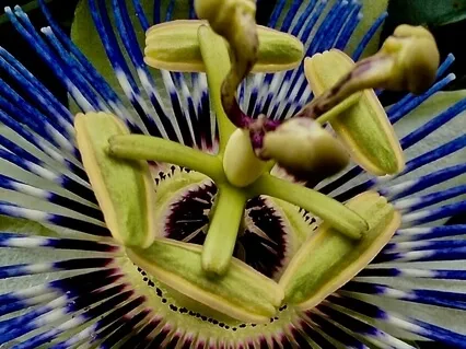 Summer Solstice Welcomings