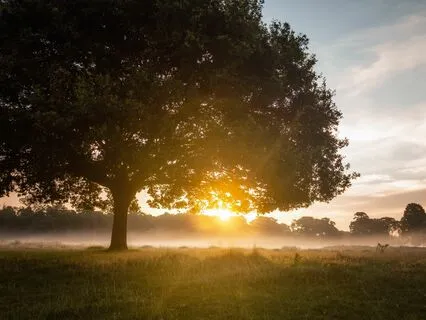 Summer Solstice Yoga Nidra