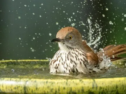 Summer Sounds For Seasonal Depression And Anxiety