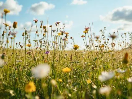 Summer Yoga Nidra For Joy And Abundance