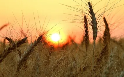 Summer Yoga Nidra For Lammas - Calling In Abundance