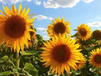 Summer Yoga Nidra - Recharge And Energise