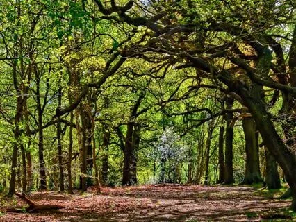 Sun-Dappled Forest Clearing Ambience