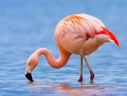 Sun-Kissed Flamingo