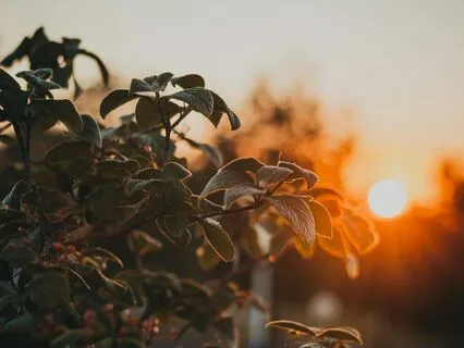 Sun Rays | The Calm Sleep Lofi Beat Collection