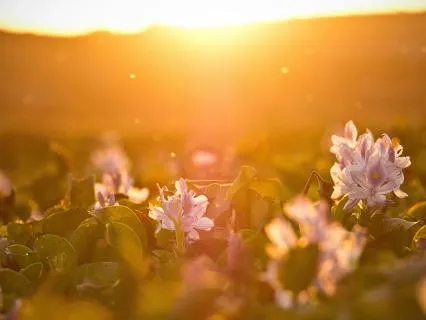 Sun's Splendour ~ Release, Re-Vitalise, Re-Ignite