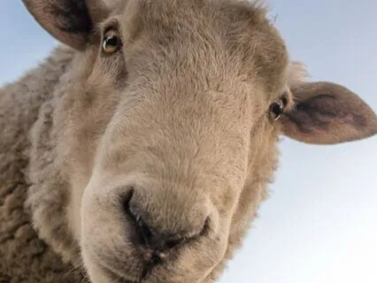 Sunday Series 2 - What Do Sheep Hear? (John 10)