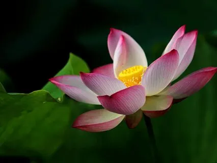 Opening - Ambient Bliss For Spa, Reiki & Massage | 432 Hz