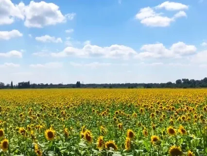 Sunflower Field (Audio Meditation Journey)
