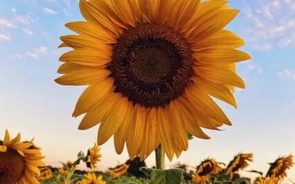 Sunflower Meditation 