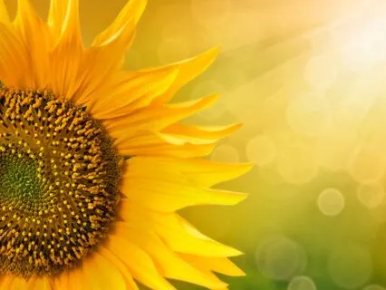 Sunflower Meditation: Growing Into Strength And Light