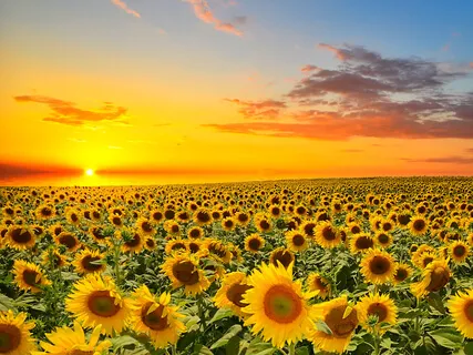Sunflower Meditation