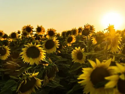 Sunflower Meditation