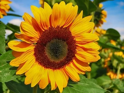 Sunflower Music: A Special Sound Journey