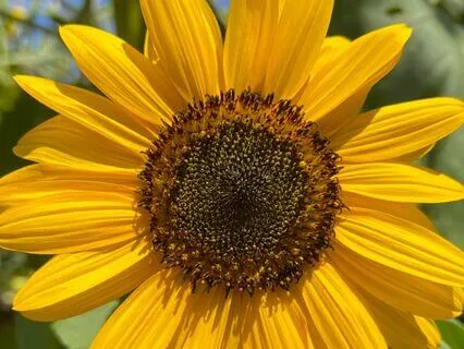 Sunflower Sound Journey 432Hz