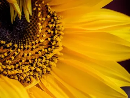 Sunflower Spirit | Positive Vibes LoFi Jazz Beats