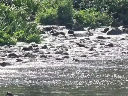 Sunlight On The Stream (Flute & Guitar)