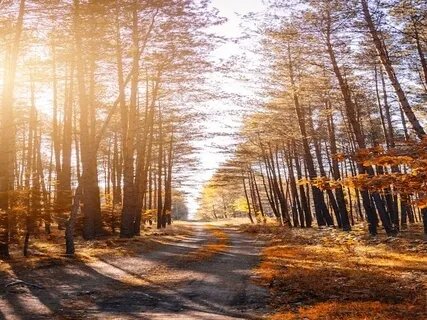 Sunlight Through Branches