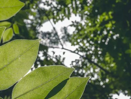 Sunlight Through Canopy