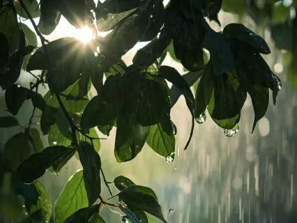 Sunlight Through The Rain