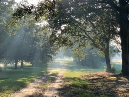 Sunlight Through The Trees