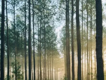Sunlit Forest Birds For Rest