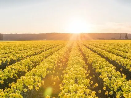 Sunlit Stroll Through Daffodil Dreams: Morning Practice