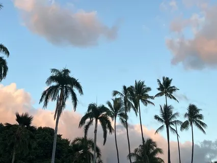 Sunny Avocado Tree Ground And Glow Meditation