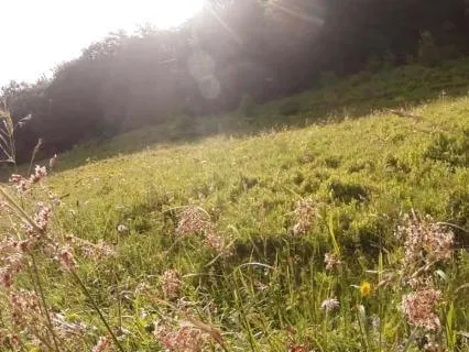 Sunny Day