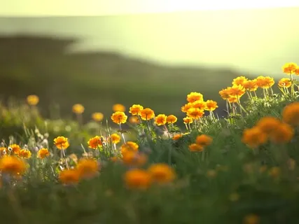 Sunny Mornings (3-Hour Version)