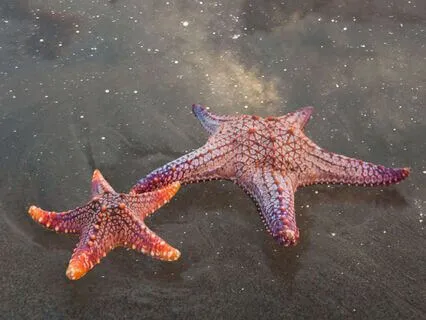 Sunny The Starfish And The Power Of Resilience