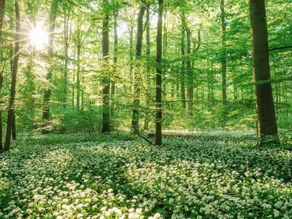 Sunrise In The Forest (Morning Relaxing Music - Piano, Japanese Flute, Water Sounds)