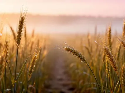 Sunrise Meditation | Manifest Your Dream Life