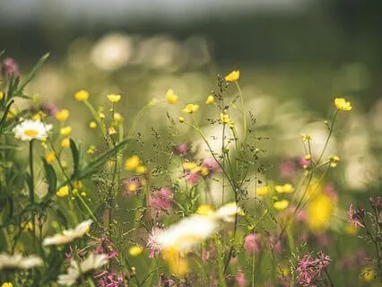 Sunrise On The Meadow