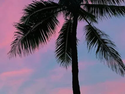 Sunset Garden Sleep: 8 Hours