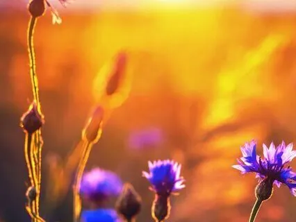 Sunset On The Hillside Ambience