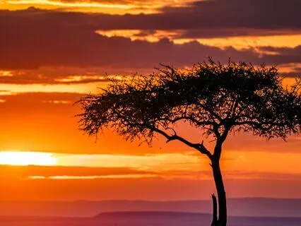 Sunset Over The Savannah