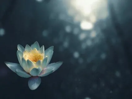 Sunshine Daydream (A Gratitude Meditation)