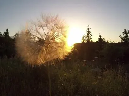 Sunshine