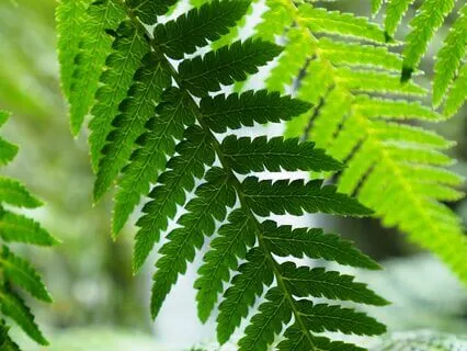 Super Focused Study With Gamma 35Hz Binaural Beats