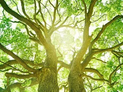 Super Gamma Focus For Balance: 256 Hz + 384 Hz Tuning Forks