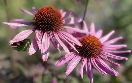 Super Quick Check-in