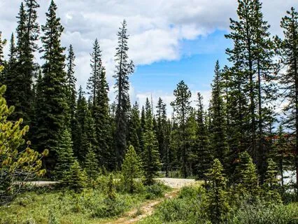 Support For Clearing And Grounding