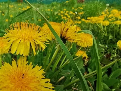 Support Of Your Self-Healing And Self-Sustainable Capacity