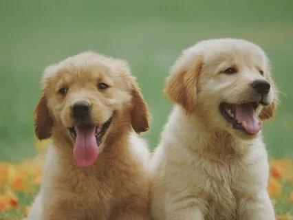 Support Your Pet’s Confidence | Solar Plexus Chakra Talk