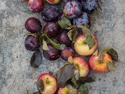 Supporting Healthy Detoxification