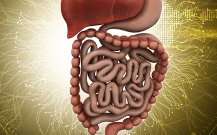 Supporting Your Digestive System 