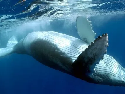 Surrender & Let Go With The Whales | Guided Meditation