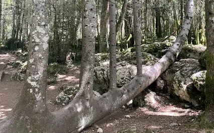 Surrender Affirmations (Whispered) 